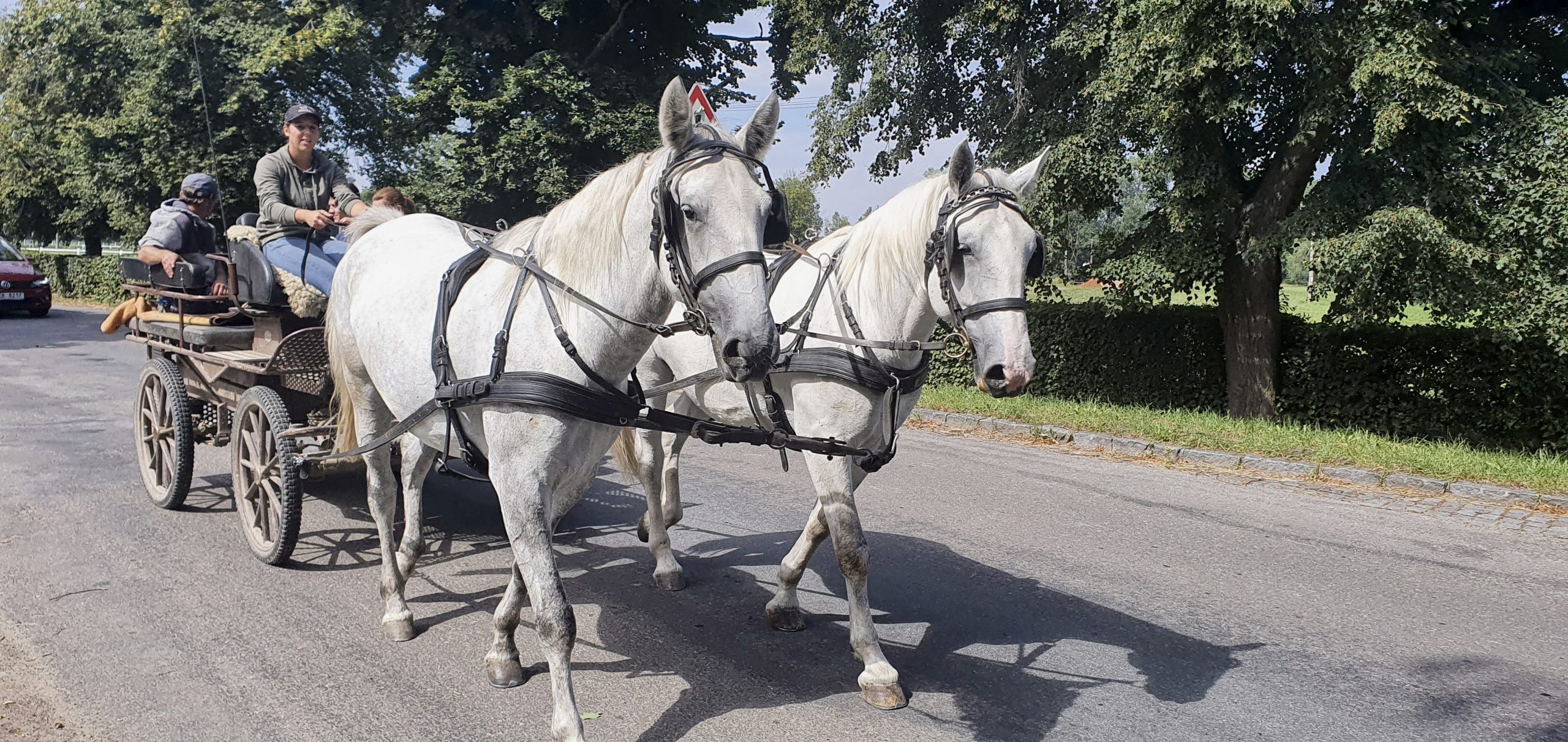 Starokladrubský kůň