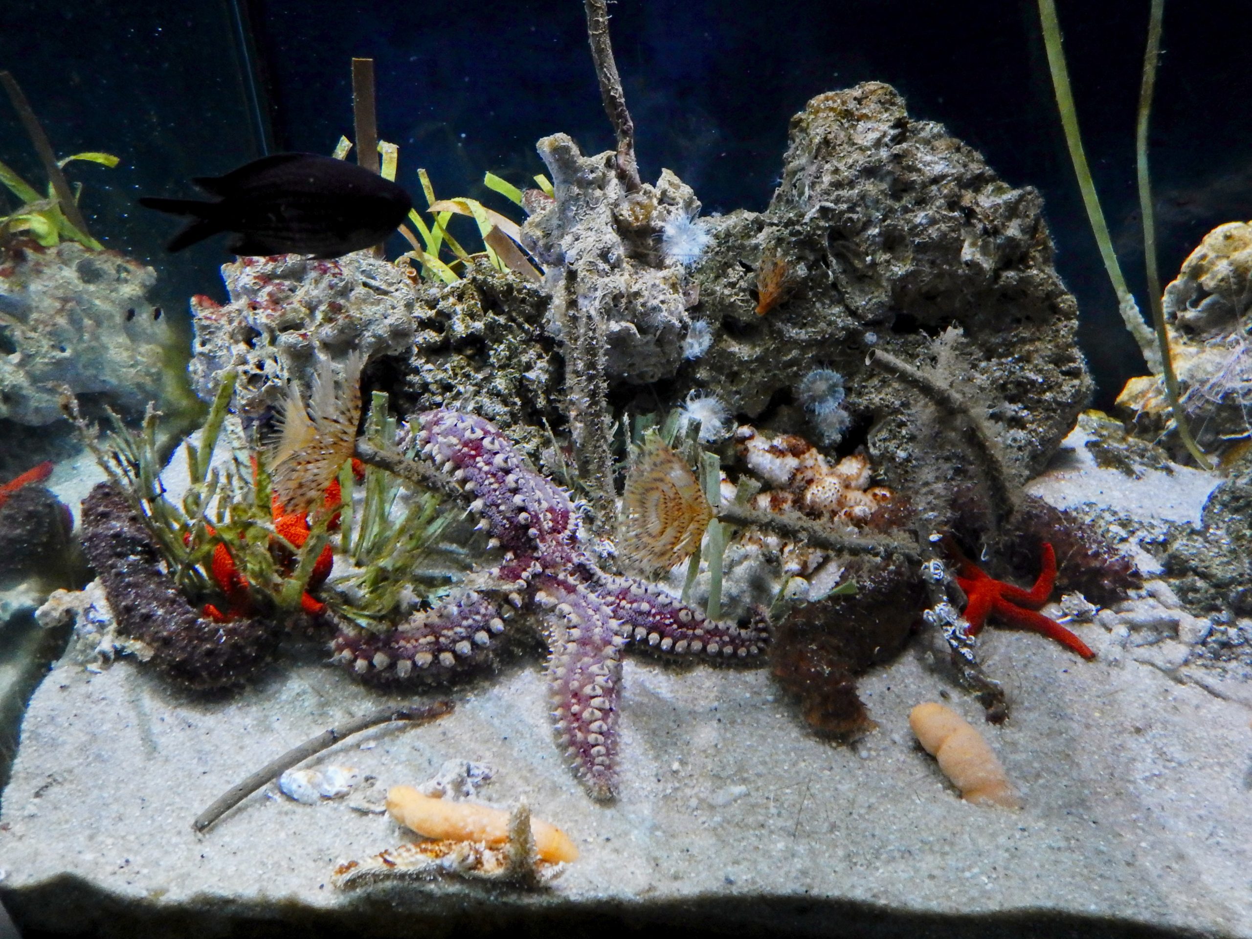 L’Aquarium de Barcelona