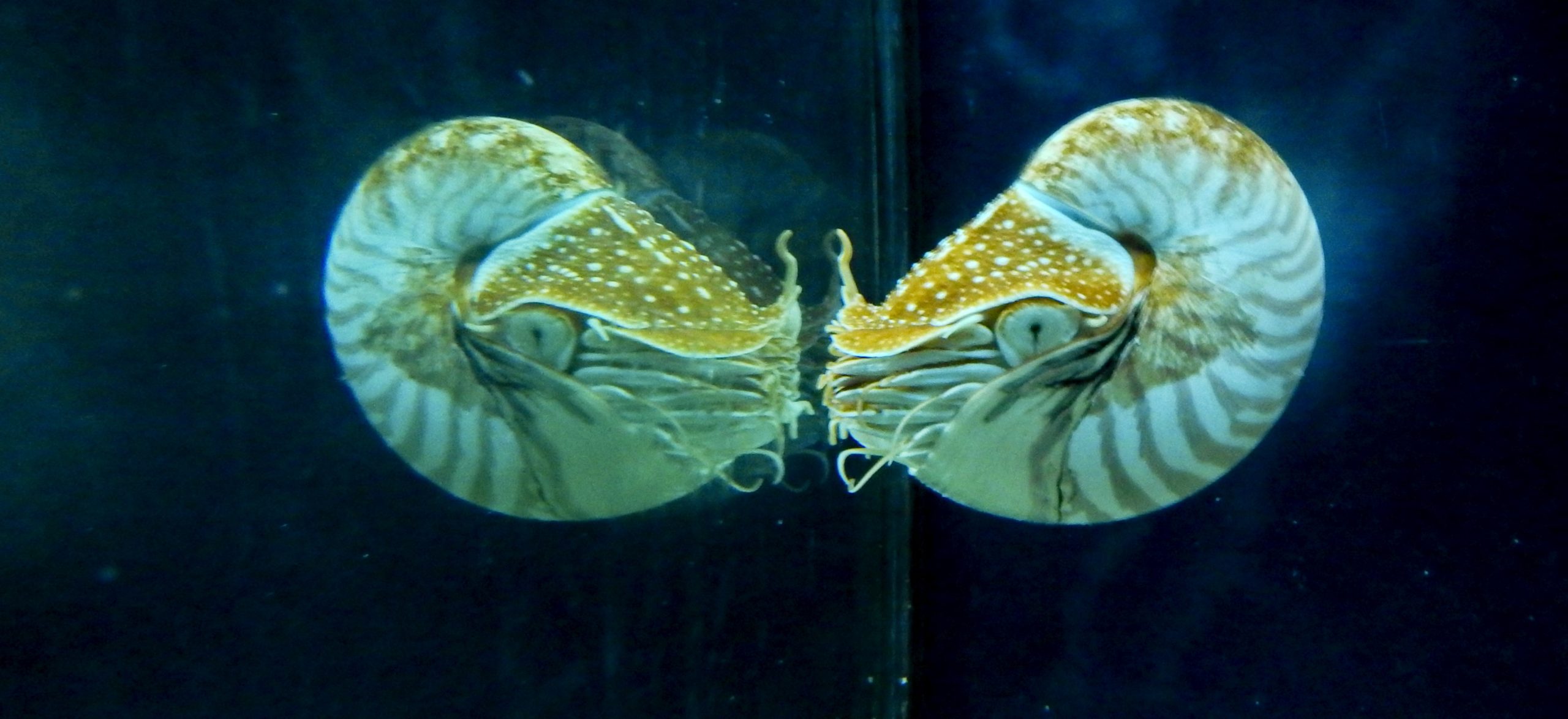 L’Aquarium de Barcelona
