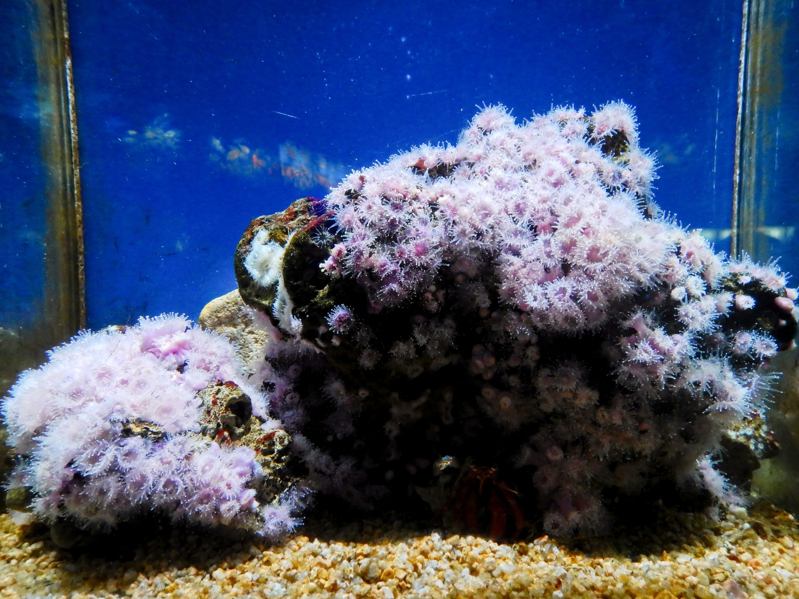 L’Aquarium de Barcelona